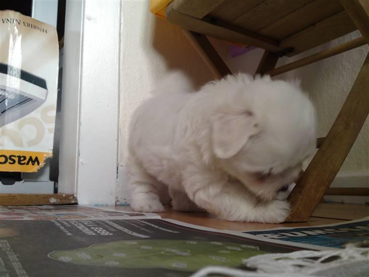 Coton de tulear Lily billede 6