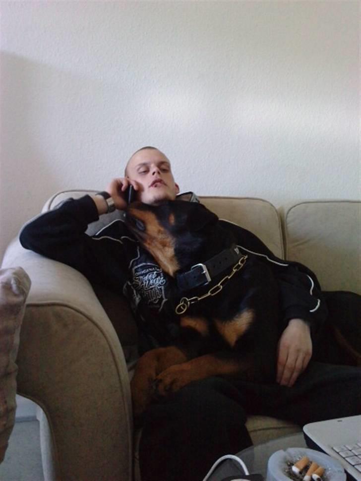 Rottweiler bimmer billede 1