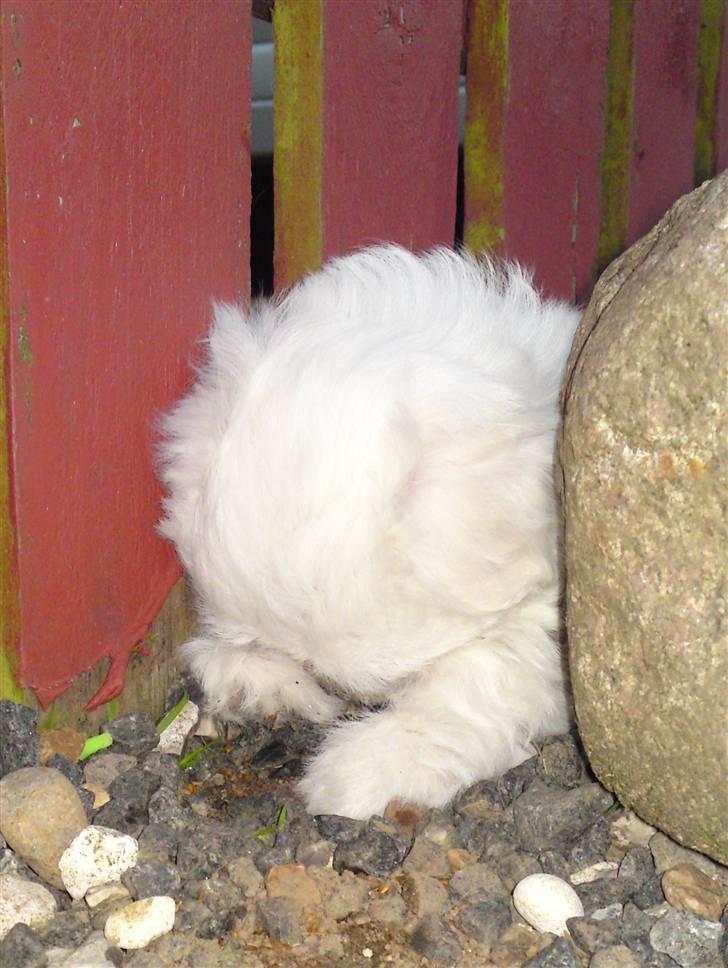 Coton de tulear Lily billede 7