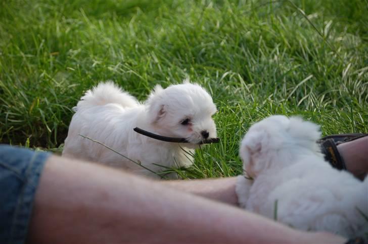 Coton de tulear Lily billede 8