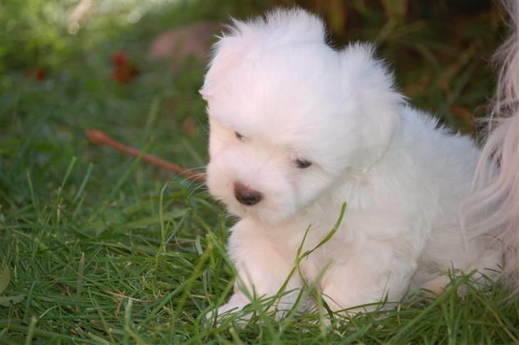 Coton de tulear Lily billede 9