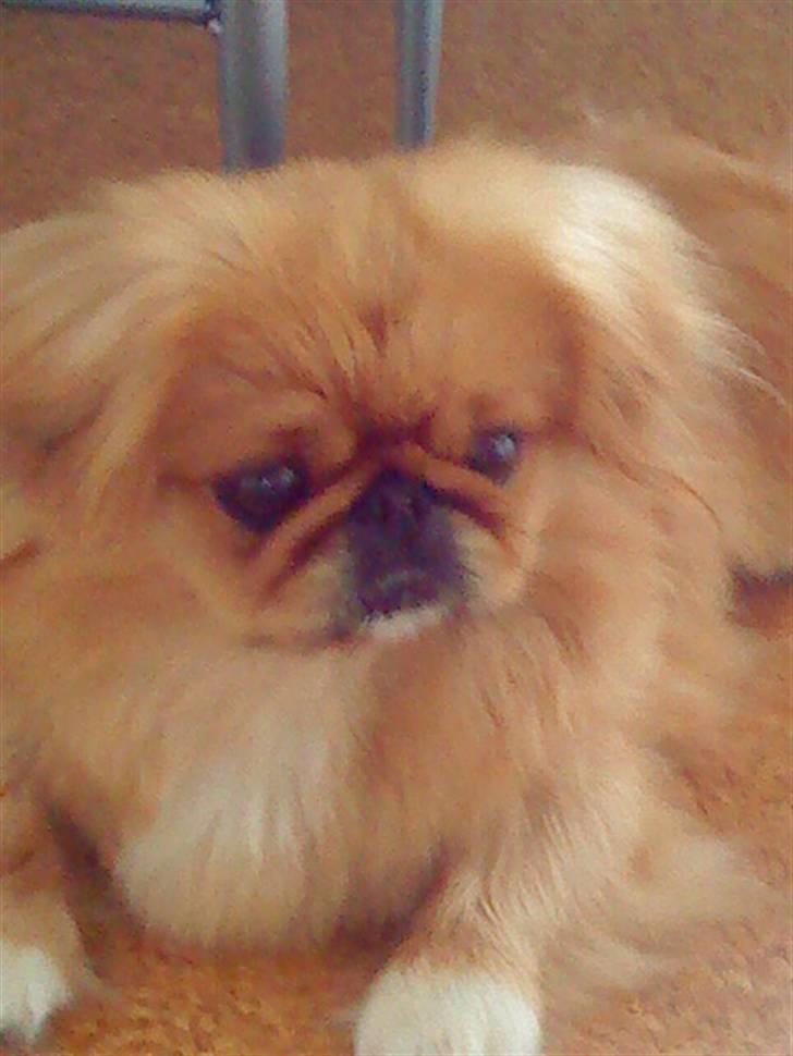 Pekingeser Miss Molly billede 1