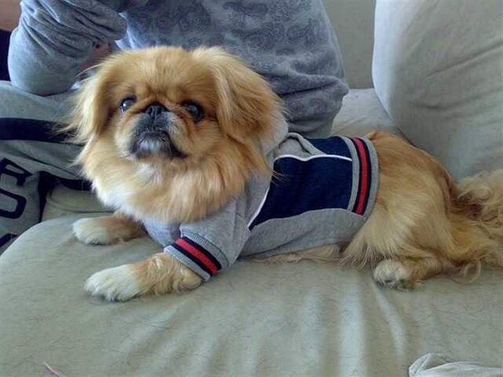 Pekingeser Miss Molly - Moller med sin nye hættetrøje ;) billede 2