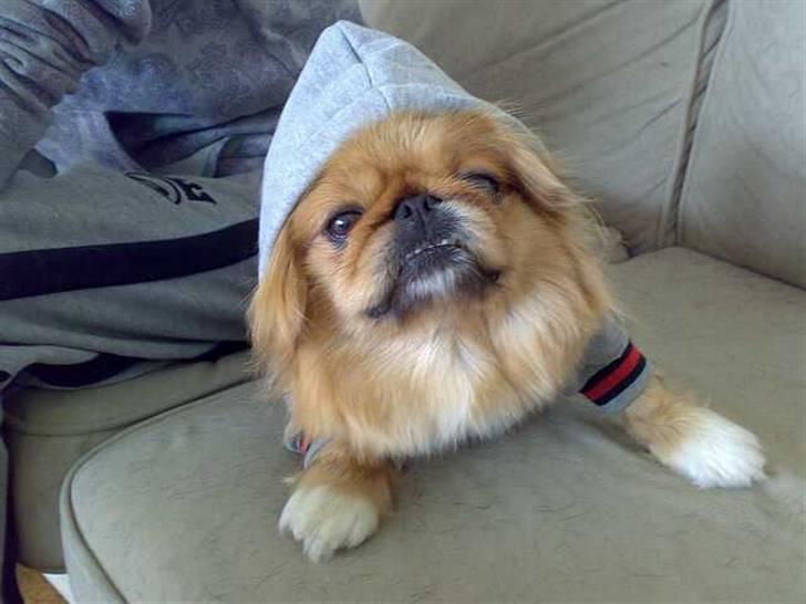 Pekingeser Miss Molly - Super gangster moller billede 3