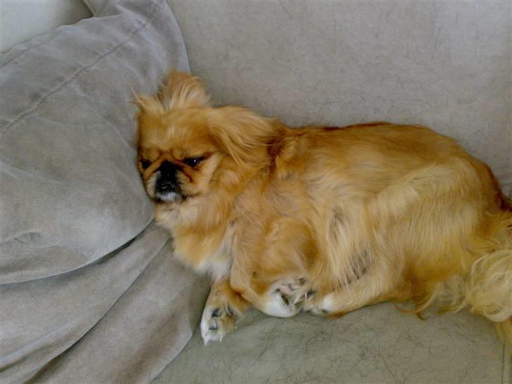 Pekingeser Miss Molly - En træt lille missekat :P billede 4