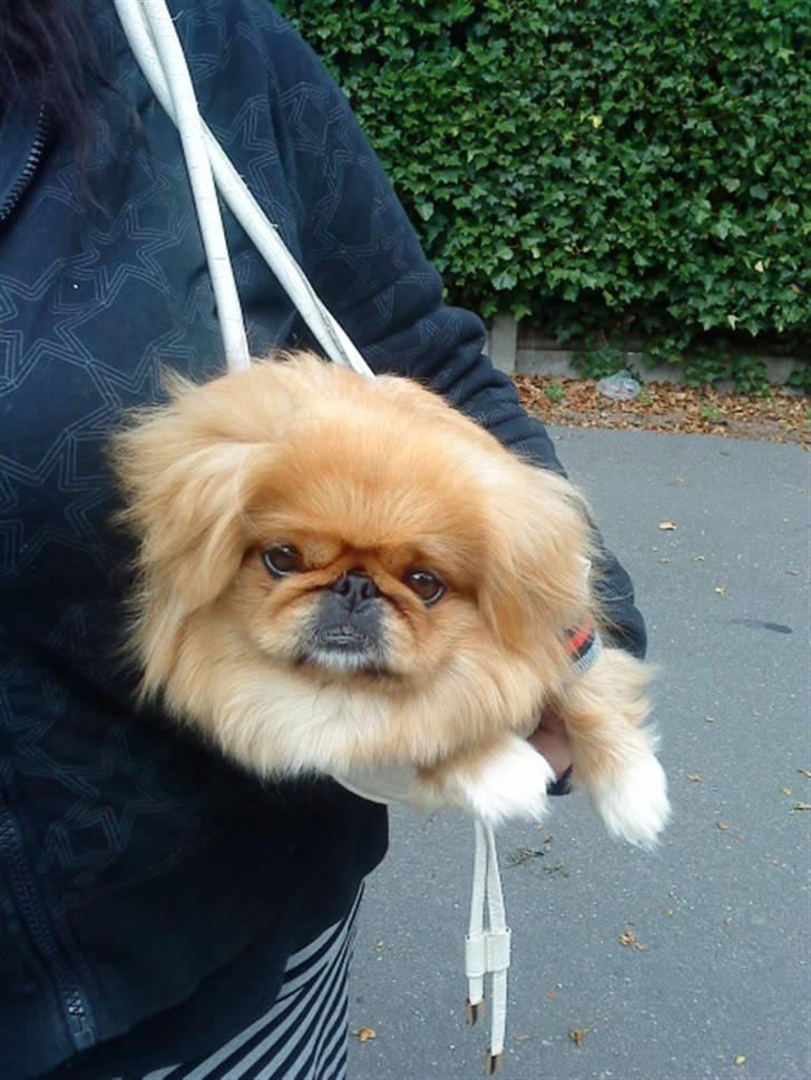 Pekingeser Miss Molly - Vi skulle med op i byen og da vi ik gad gå hele vejen måtte vi sidde i mors taske billede 5