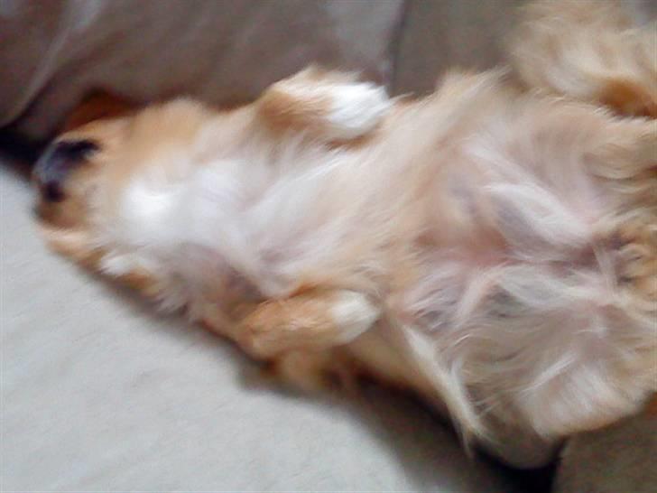 Pekingeser Miss Molly - Træææt missekat...og sådan sover molly bedst :P billede 6