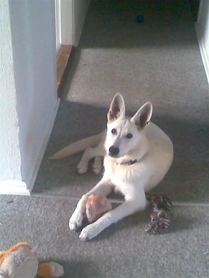 Hvid Schweizisk Hyrdehund ny hviddueholm´s isi - Har fået et kæmpe ben af far :) billede 12