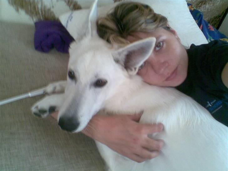 Hvid Schweizisk Hyrdehund ny hviddueholm´s isi - moaaar.. jeg vil putte, ikke fotograferes billede 13