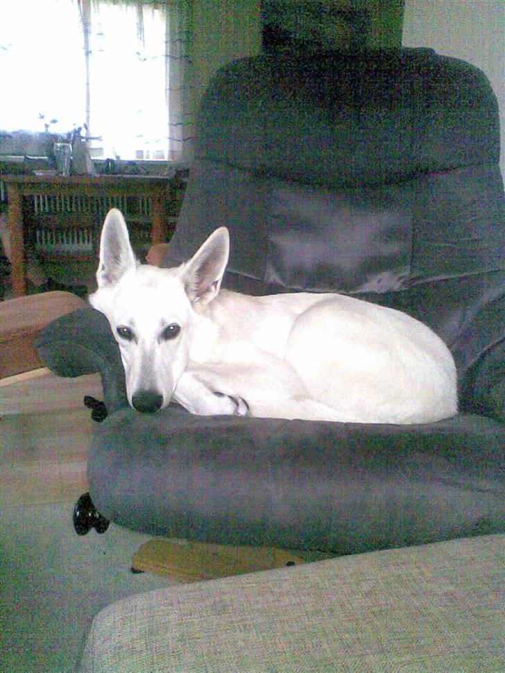 Hvid Schweizisk Hyrdehund ny hviddueholm´s isi - pyyh.. hjemme efter en gå/løbetur med far, det var hårdt i 25 g. varme billede 14