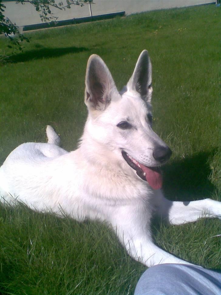 Hvid Schweizisk Hyrdehund ny hviddueholm´s isi - se mig lige.. er 5 mdr. og forbandet flot :=) sagde jo at jeg ville blive større billede 15
