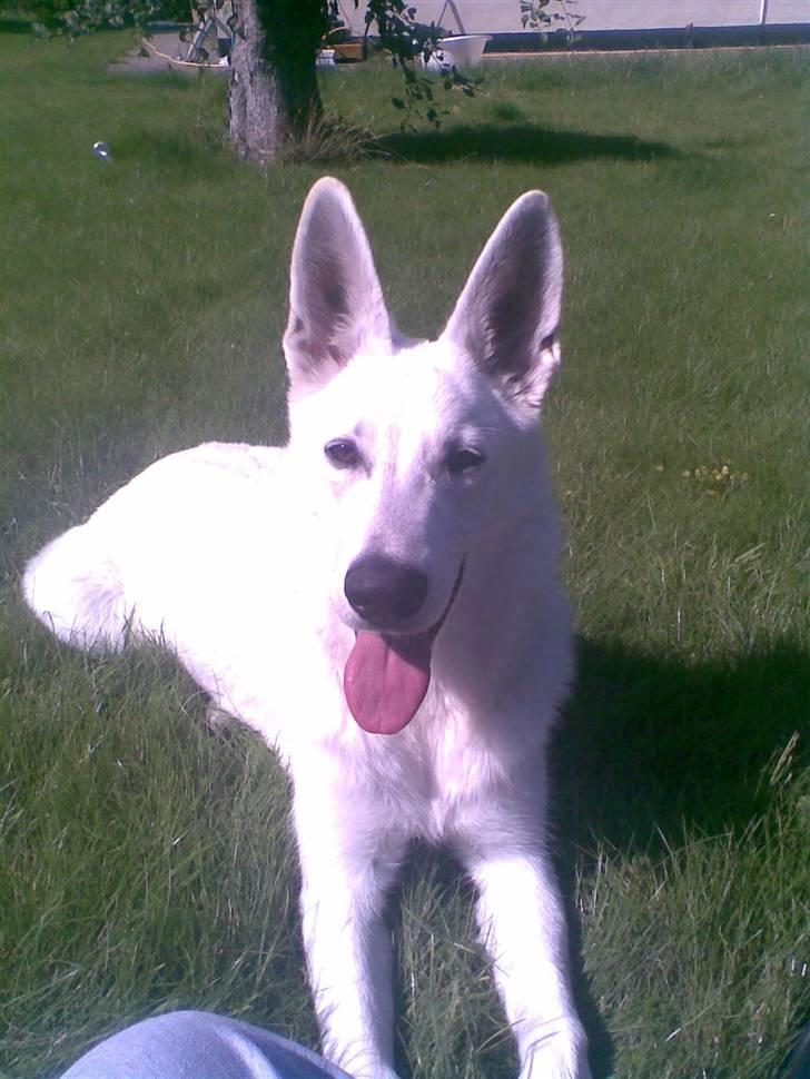 Hvid Schweizisk Hyrdehund ny hviddueholm´s isi - Hmm.. hva laver den sommerfugl i min have..? skidt pyt, putter lidt med mor og jagter den senere billede 16