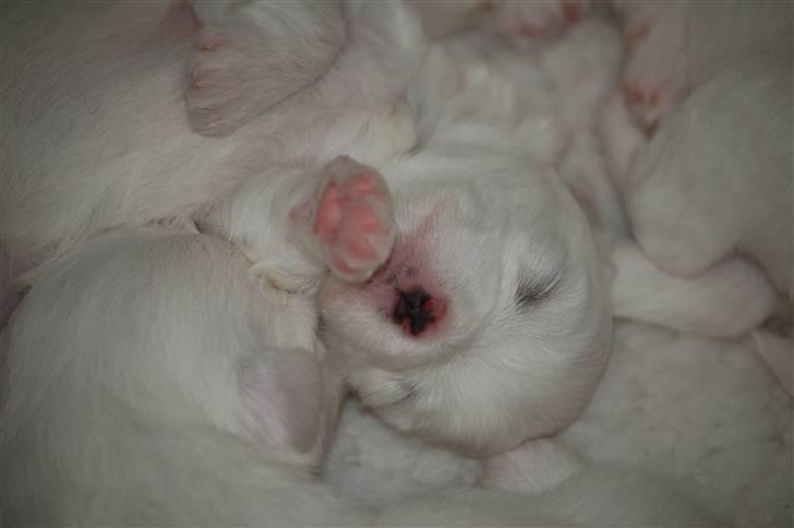 Coton de tulear Lily billede 10