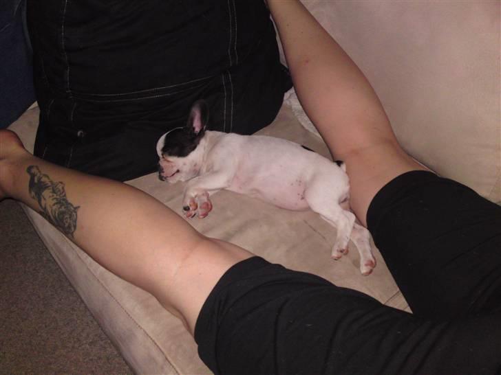 Fransk bulldog kiki .Rip. billede 11