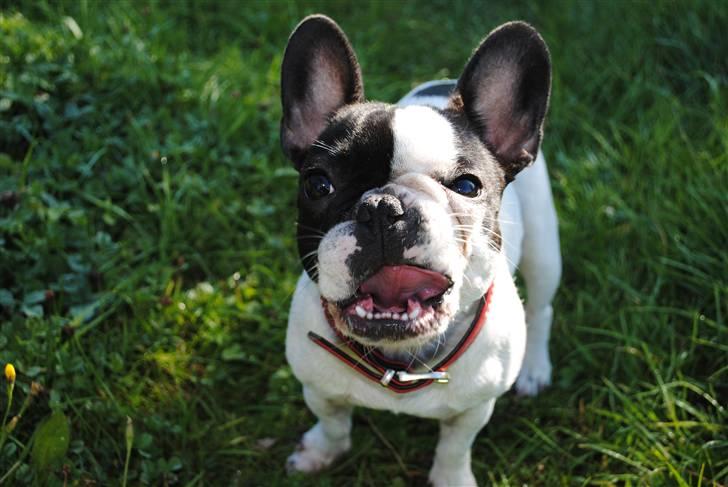 Fransk bulldog kiki .Rip. billede 6