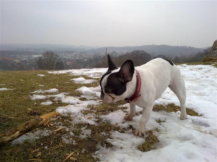 Fransk bulldog kiki .Rip. billede 12