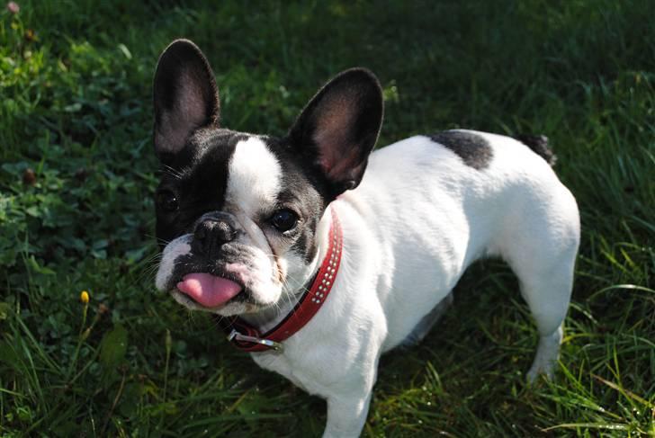 Fransk bulldog kiki .Rip. billede 13