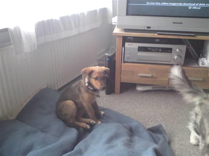 Blanding af racer R.I.P Holly billede 12