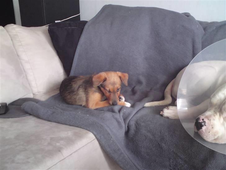 Blanding af racer R.I.P Holly billede 13