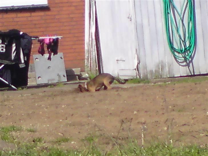 Blanding af racer R.I.P Holly billede 14