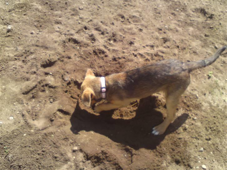 Blanding af racer R.I.P Holly billede 15