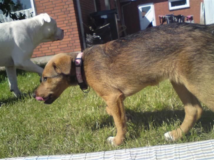 Blanding af racer R.I.P Holly billede 16