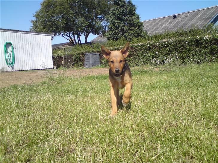 Blanding af racer R.I.P Holly billede 17