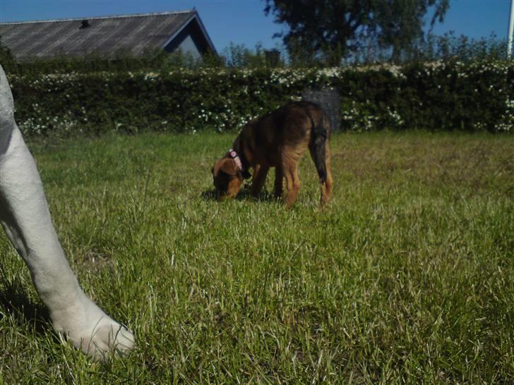 Blanding af racer R.I.P Holly billede 18