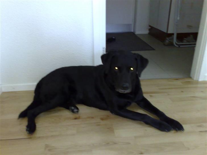 Labrador retriever Bastian  R. I. P. - Velkommen til Bastian´s profil billede 1