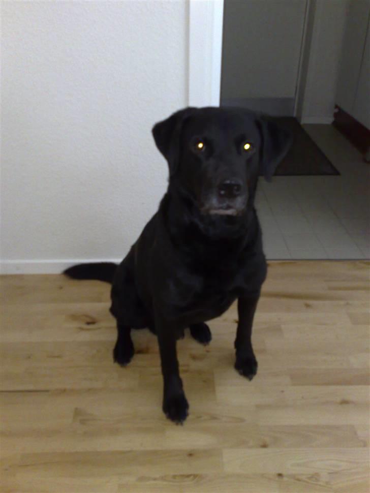 Labrador retriever Bastian  R. I. P. - Jeg er bare klar billede 2