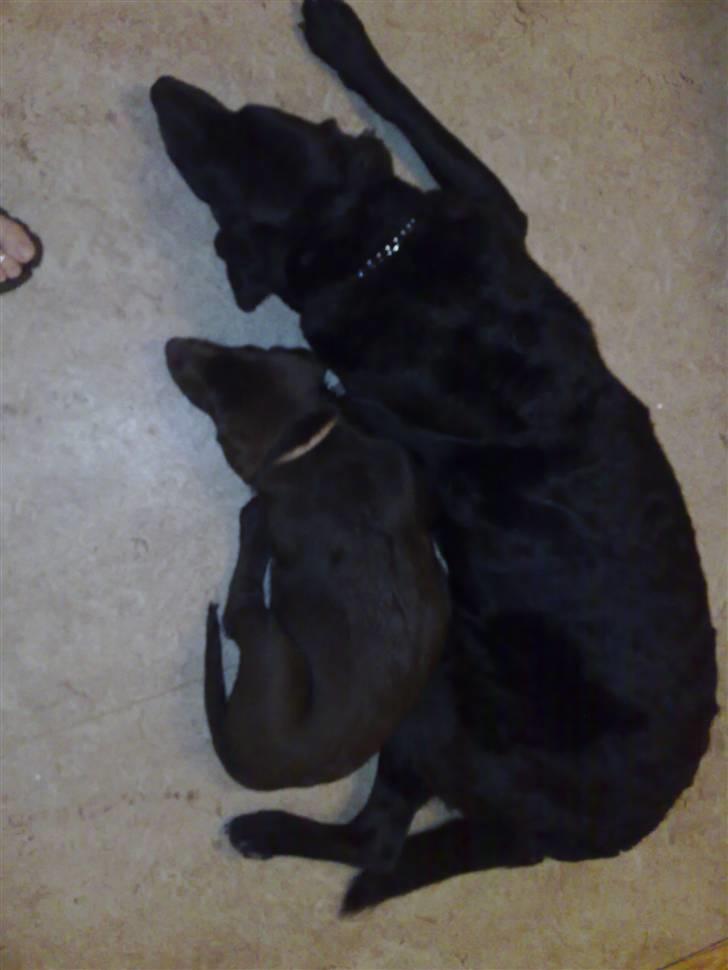 Labrador retriever Bastian  R. I. P. - Hvor er jeg dog stor i forhold til lille Becca billede 3