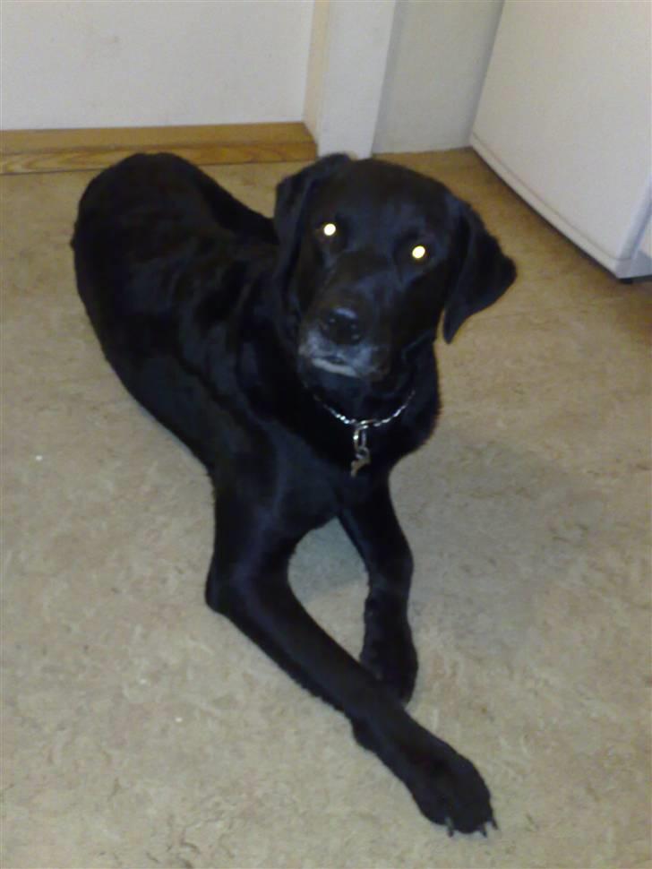 Labrador retriever Bastian  R. I. P. - Er blevet lidt grå i skægget  billede 4