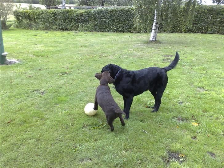 Labrador retriever Bastian  R. I. P. - Leger med lille Becca billede 5