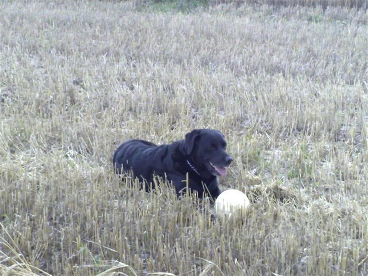 Labrador retriever Bastian  R. I. P. - Nogen der vil lege med mig  billede 6