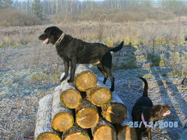 Labrador retriever Bastian  R. I. P. - Se lige mig  billede 7