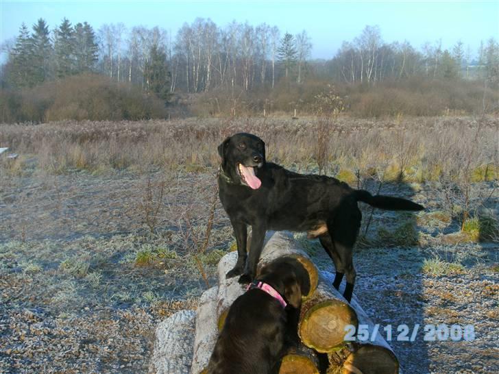 Labrador retriever Bastian  R. I. P. billede 8