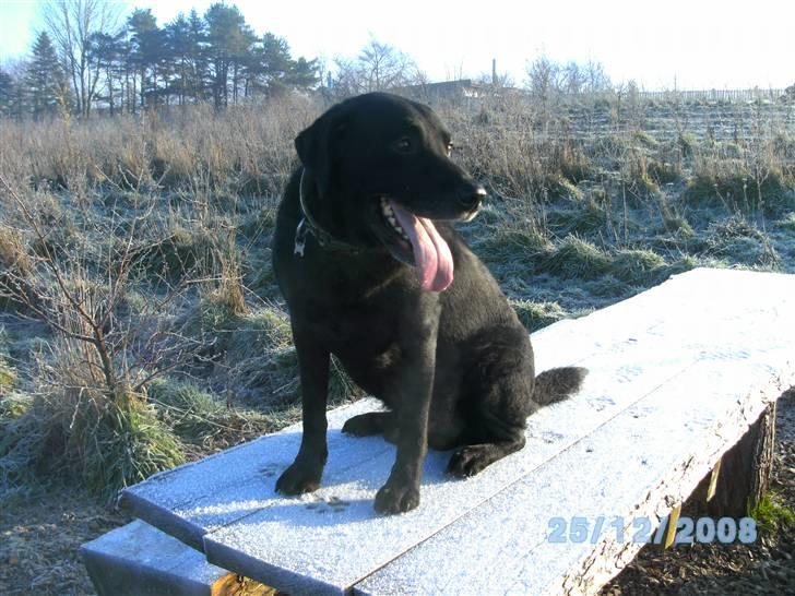 Labrador retriever Bastian  R. I. P. - Sød ik´ billede 9