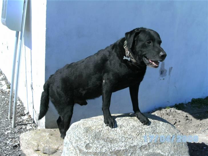 Labrador retriever Bastian  R. I. P. billede 10