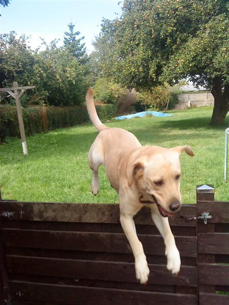 Labrador retriever Nala (hvil i fred skath<3 - velkommen til Nalas profil billede 1