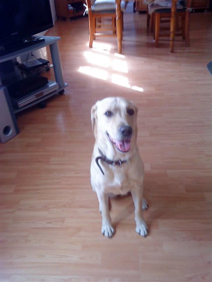 Labrador retriever Nala (hvil i fred skath<3 - hun er den mest dejlige hund i verden billede 2