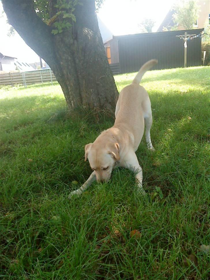 Labrador retriever Nala (hvil i fred skath<3 - hun er sjov og lege til fat med billede 3