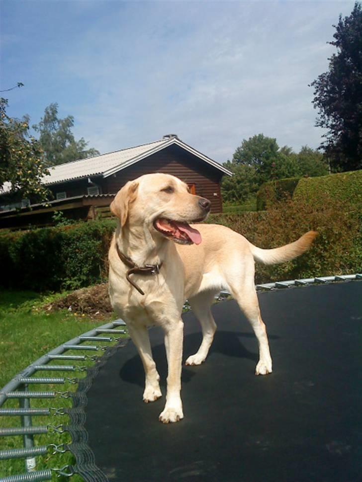 Labrador retriever Nala (hvil i fred skath<3 - hun er på trampolin  billede 4