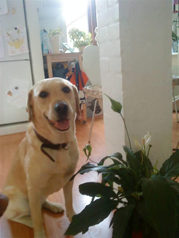 Labrador retriever Nala (hvil i fred skath<3 - hun er så smuk billede 5