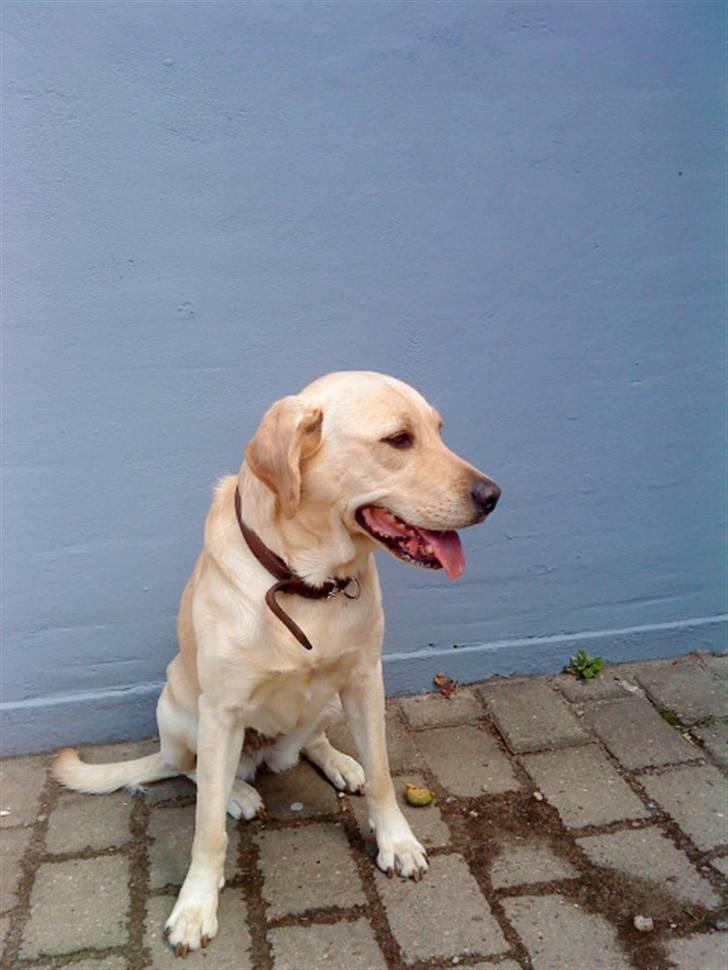 Labrador retriever Nala (hvil i fred skath<3 - i love you billede 6