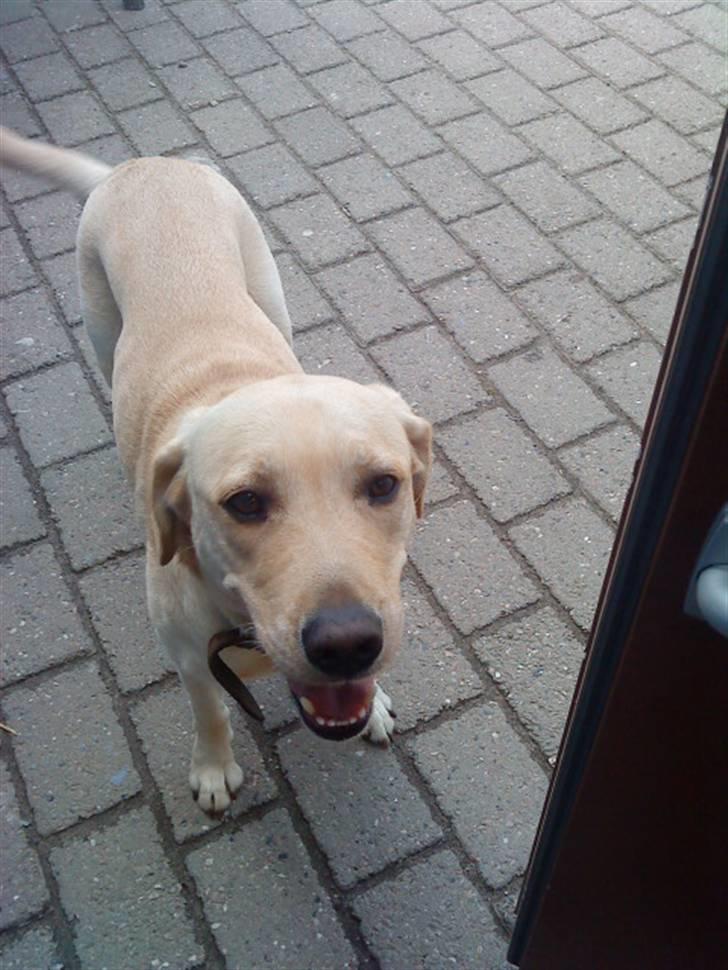 Labrador retriever Nala (hvil i fred skath<3 - hun er nysgerri billede 7