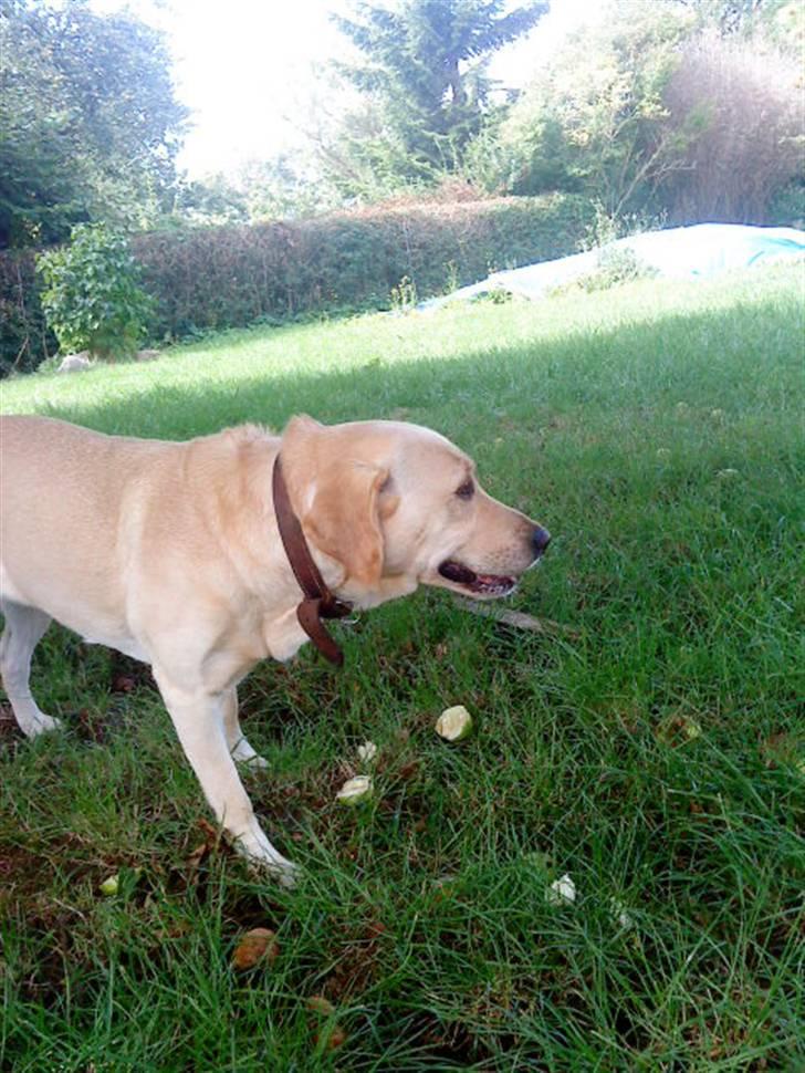 Labrador retriever Nala (hvil i fred skath<3 - hun eer ved at tage billeder af billede 8