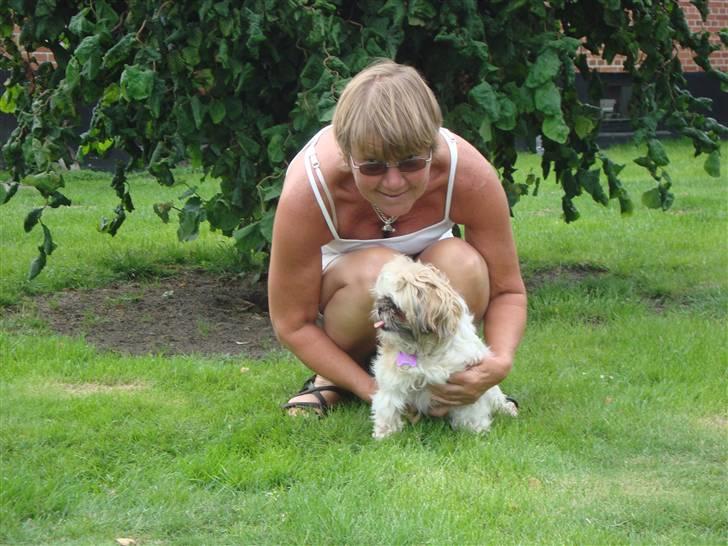 Shih tzu Sniffer billede 18