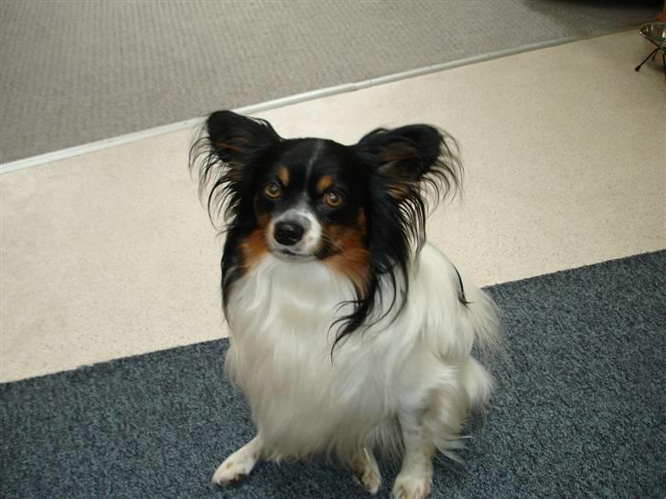 Papillon Rex - så er man blevet voksen ,og far til 2 dejlige piger billede 11