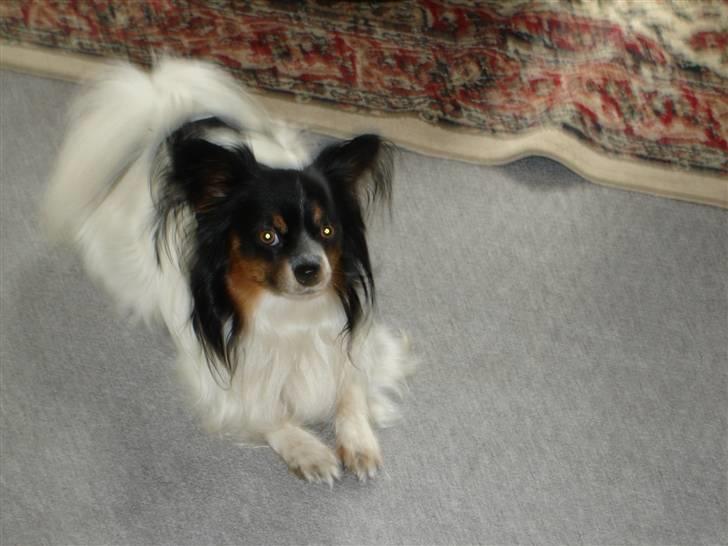 Papillon Rex - tager lige en slapper billede 12