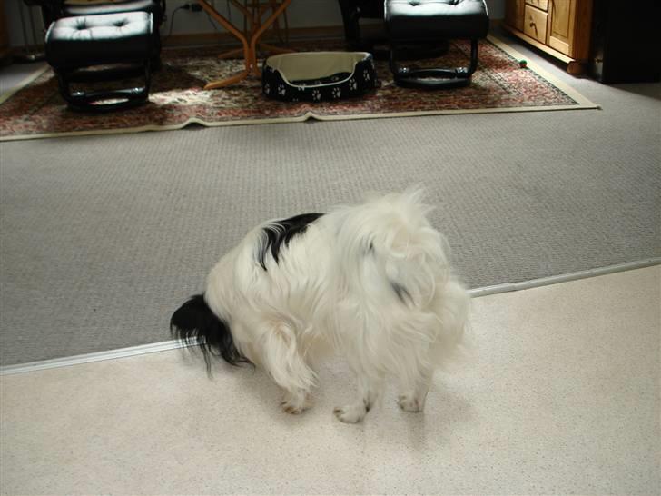 Papillon Rex - lå der lige en bid der billede 13